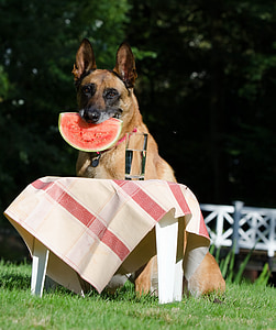 adult tan Belgian malinois thumbnail