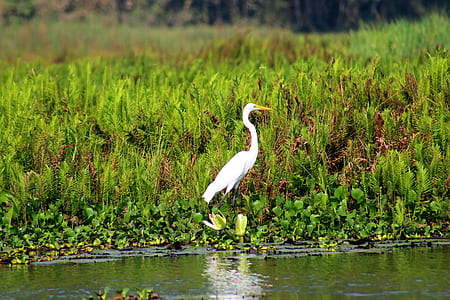 White Bird Near Spring River thumbnail