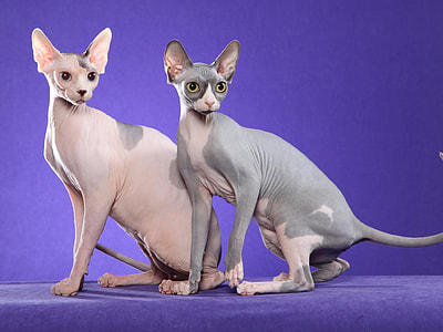 two Sphynx cats thumbnail