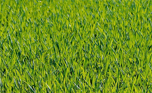 Green Grass Close Up Photograph thumbnail