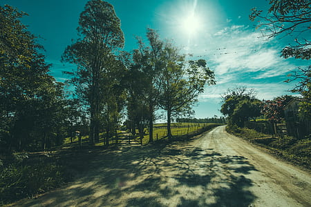Shadows of Tree on Road thumbnail