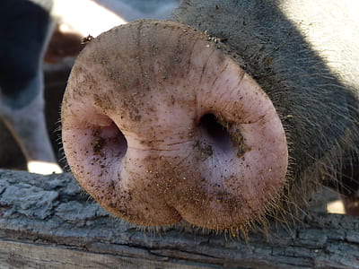 black and brown boar nose thumbnail