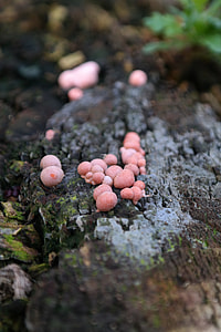 Blood Milk Mushroom, Mushrooms thumbnail