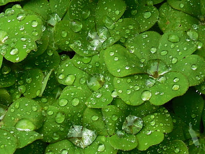 macro photo of water dew on green leafed plant thumbnail