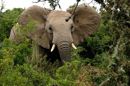 photo of elephant beside tree thumbnail