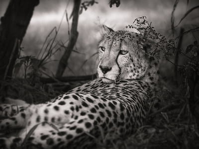 grayscale photograph of leopard thumbnail