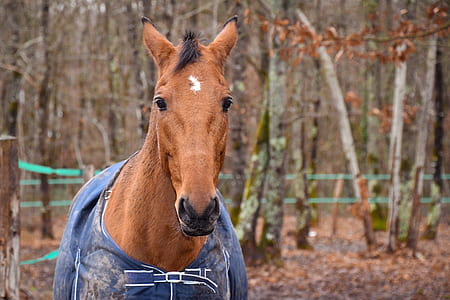brown horse near tree thumbnail
