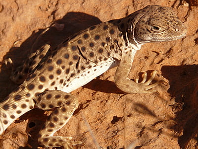 brown polka-dot reptile on brown soil thumbnail