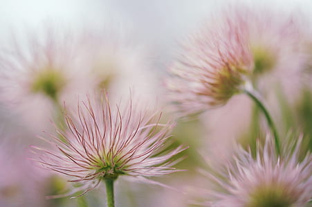 pink petaled flowers in closeup photography thumbnail