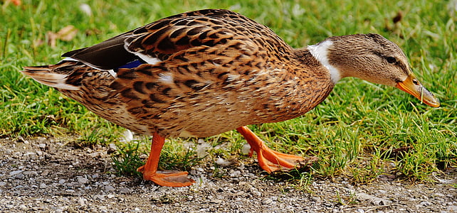 macro shot photography of mallard duck during daytime thumbnail