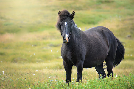 black horse standing on green grass field during daytime thumbnail