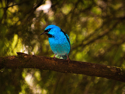 blue and black bird on branch at daytime thumbnail