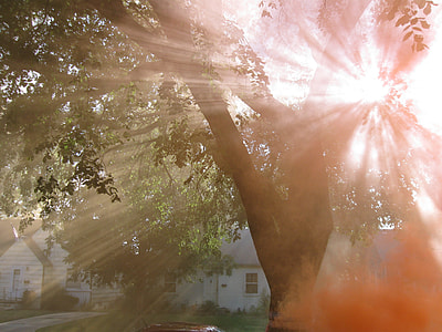 sunlight through green tree near houses thumbnail
