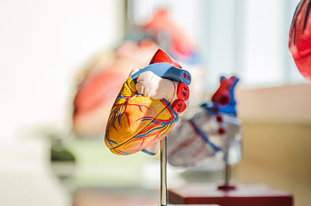 selective focus photography of Heart figure beside other heart figures at daytime thumbnail