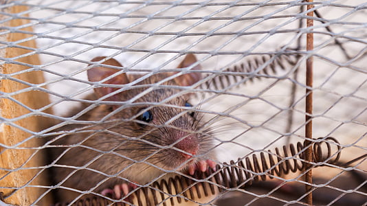 selective focus photography of mouse inside cage thumbnail
