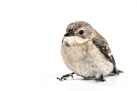 photography of gray and brown bird in white background thumbnail