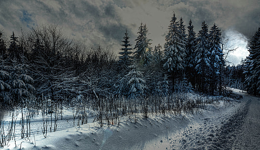 snow covered trees photography during daytime thumbnail
