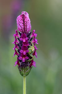 shallow focus photography of pink flower thumbnail