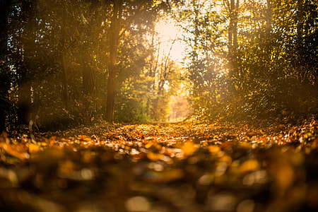The Forest in Autumn thumbnail