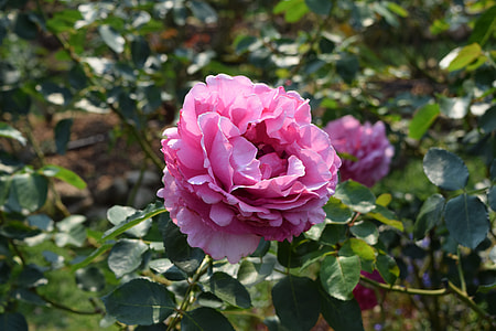 A Rose, Pink Roses thumbnail
