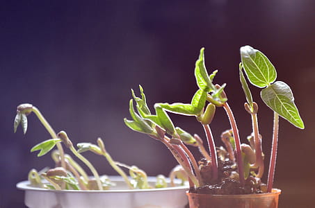 Sprouting Plants thumbnail