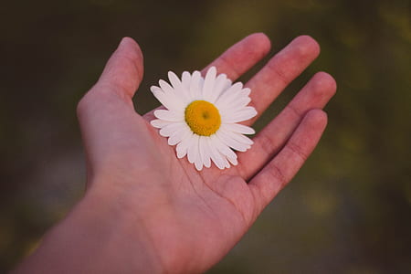 white daisy flower on human hand in close-up photography thumbnail