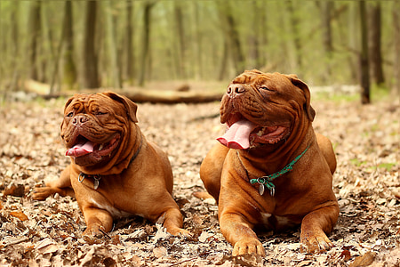 adult red American bullies thumbnail