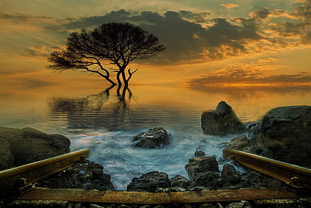 timelapse photography of splashing waves on rocks near tree during golden hour thumbnail