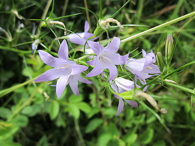 Campanula Rapunculus, Rampion Bellflower thumbnail