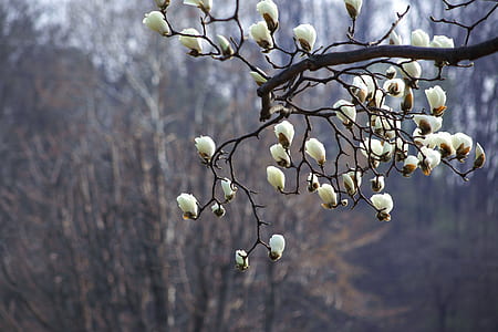 shallow focus photo of white flowering tree thumbnail