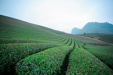 green leaf plant field at daytime thumbnail