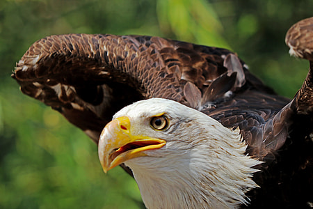 closed-up photo of bald eagle thumbnail