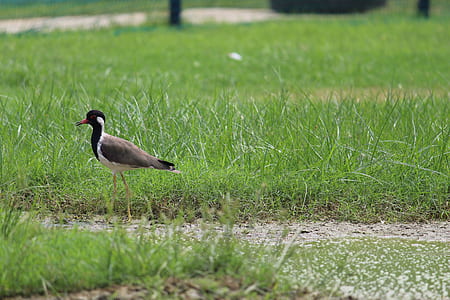 Brown and Black Bird on Grass thumbnail