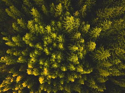 topview of forest thumbnail