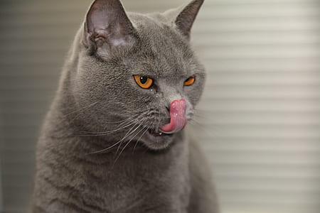 Russian blue cat licking nose thumbnail