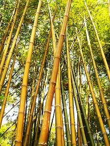 green bamboo tree during daytime thumbnail