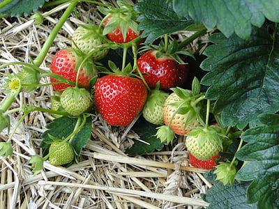 strawberry fruit photography thumbnail