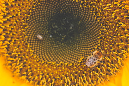 Honey Bee Perched on Sunflower Macro Photography thumbnail