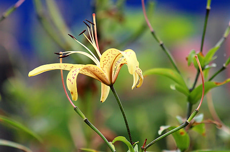 Yellow Lily, Yellow Wild Lily thumbnail