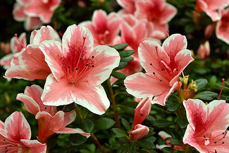 shallow focus photography of pink-and-white flowers thumbnail