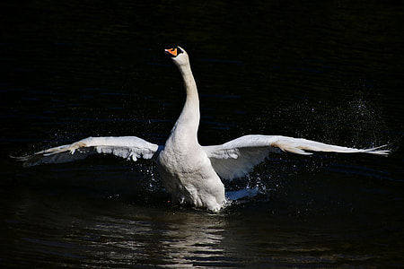 photo of white swan on body of water thumbnail