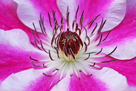 macro photography of purple and white flower thumbnail