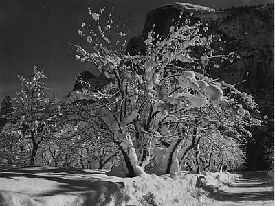 grayscale photo of snow covered tree thumbnail