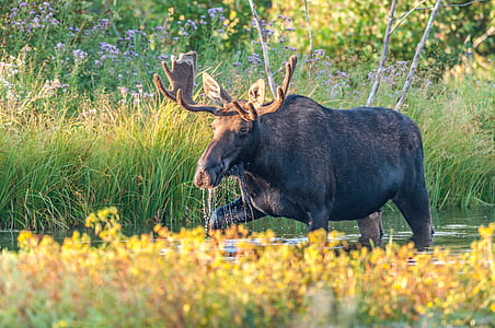 Moose on body of water thumbnail