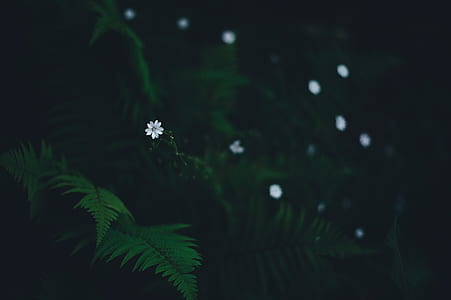selective focus photography of white petaled flower thumbnail