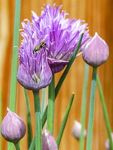 lily of the Nile closeup photo thumbnail