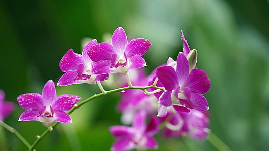 close-up photography of purple dendrobium orchids thumbnail