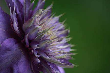 purple double clematis flower in close-up photography thumbnail