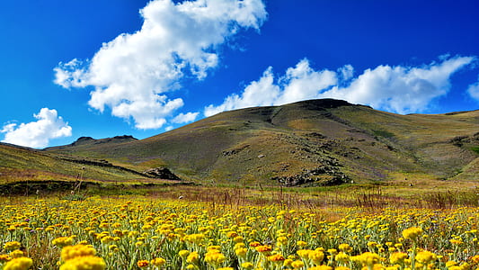 field of yellow petaled flowers thumbnail