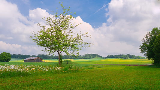 green leafed tree and green grass thumbnail
